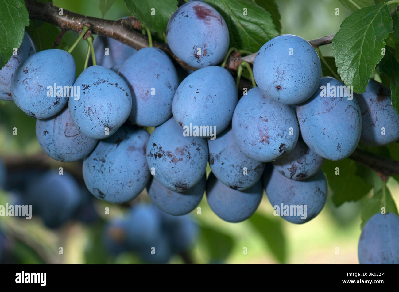 Unione prugna, di potare (Prunus domestica ssp. domestica), frutto maturo su una struttura ad albero. Foto Stock