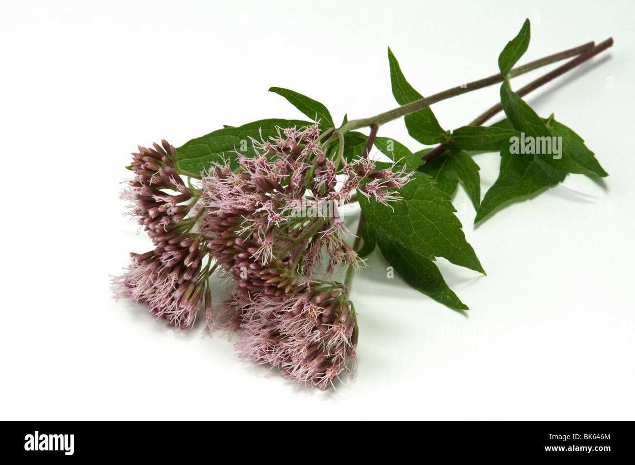 La canapa Agrimony (Eupatorium cannabium), fioritura gambi, studio immagine. Foto Stock