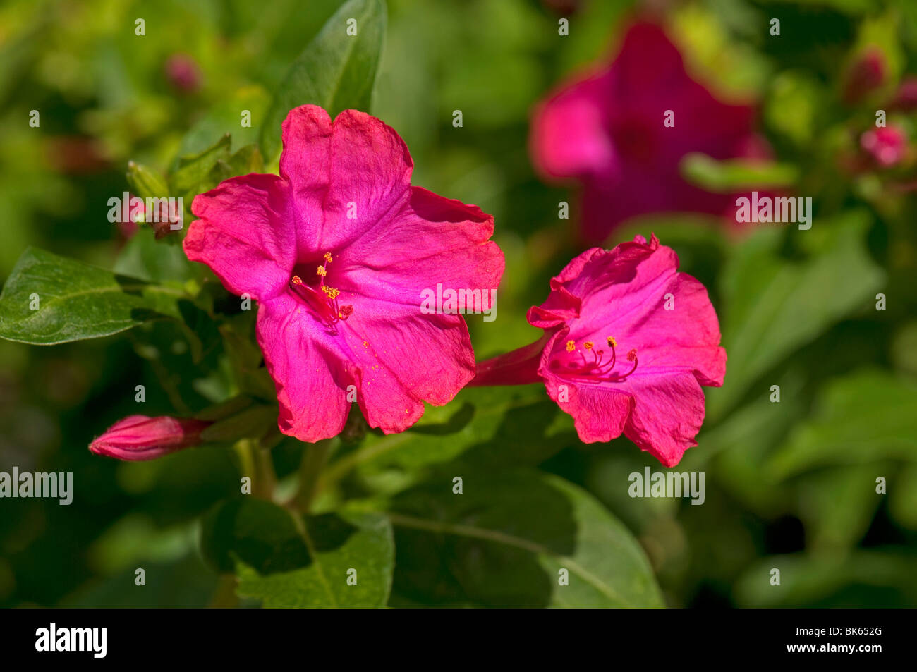 Quattro ore di impianto, meraviglia del Perù (Mirabilis Jalapa), fioritura. Foto Stock