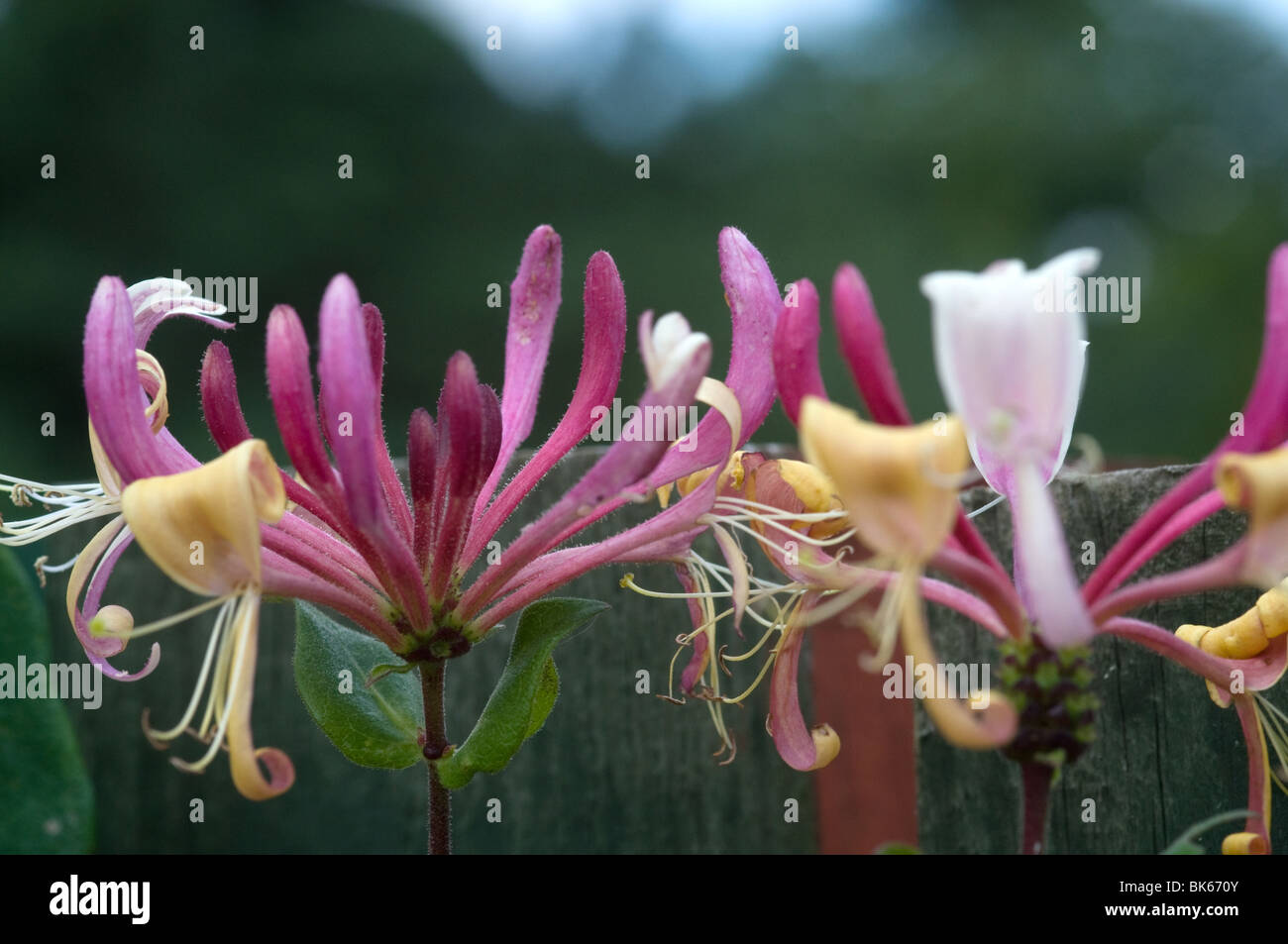 Caprifoglio fiore Foto Stock