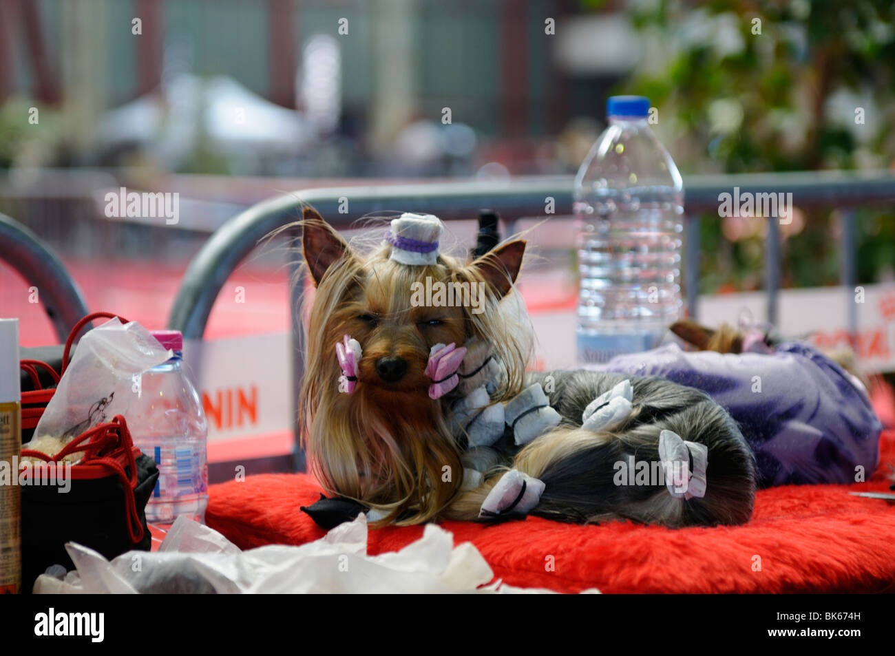 Foto di stock di Yorkshire Terrier a dog show. Foto Stock