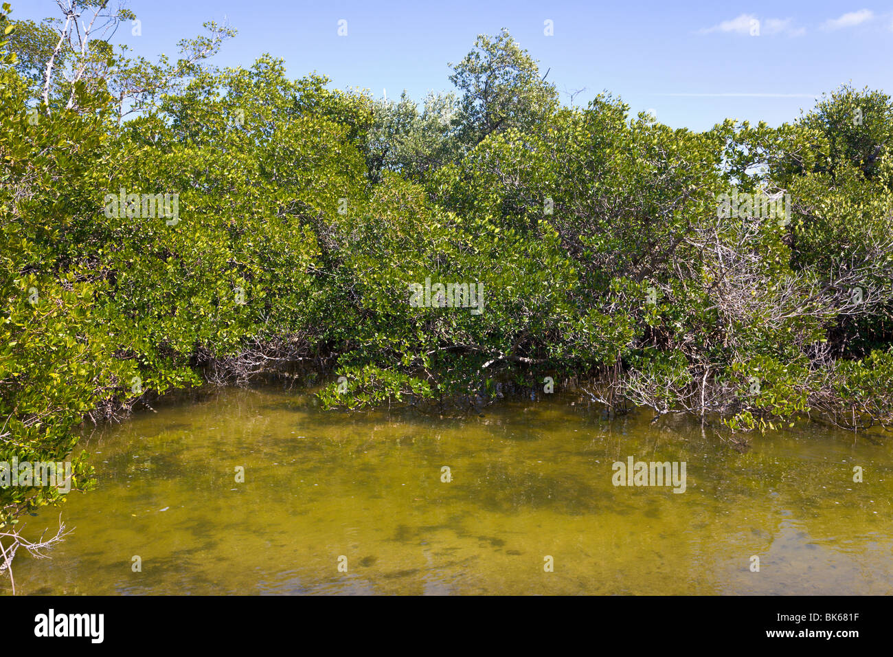 Mangrovie, J N Ding Darling Wildlife Refuge, 'Sanibel Island', Florida, Stati Uniti d'America Foto Stock