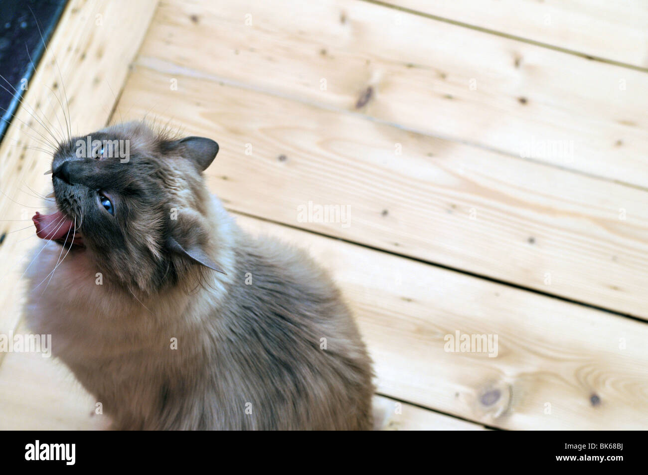 Gatto Ragdoll sbadigli denti lingua carino feroce animale da compagnia gatti Foto Stock
