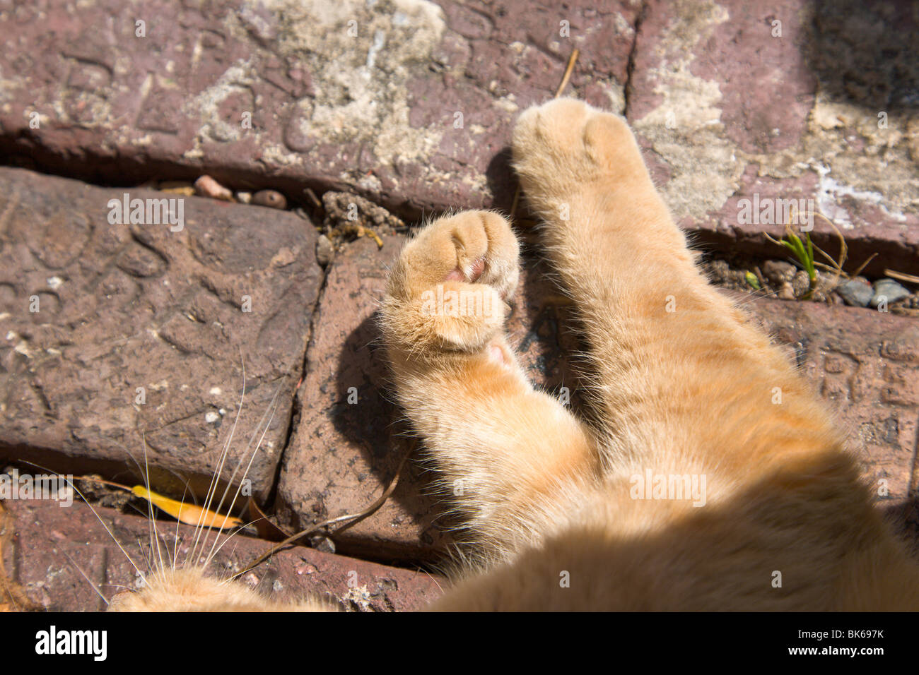Paw di 'Six toed' cat, Ernest Hemingways Domestico, "Key West', Florida, Stati Uniti d'America Foto Stock