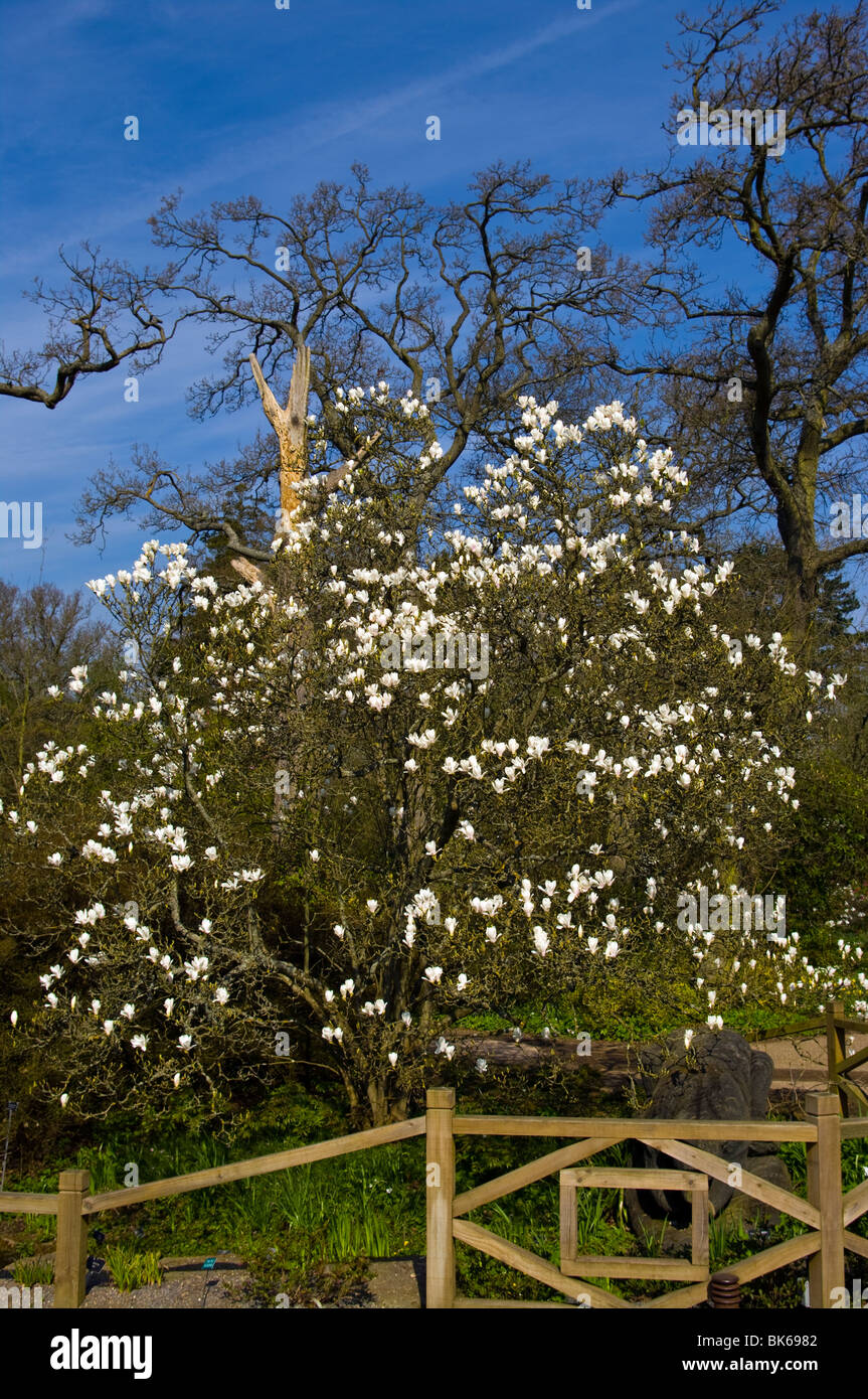 Magnolia Denudata Tree Foto Stock