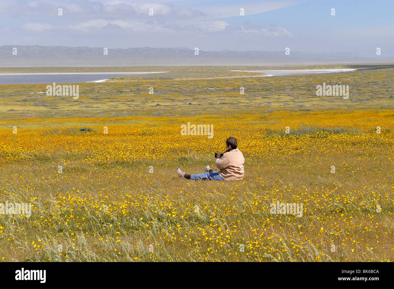 Donna di fotografare i colorati fiori gialli vicino lago di soda, carrizo plain monumento nazionale, CA 100411 35324 Foto Stock