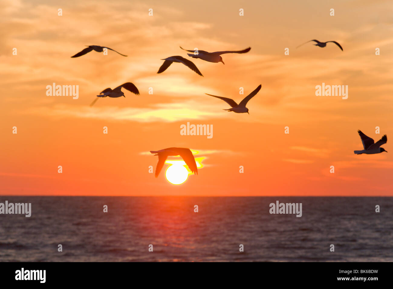 Uccelli in volo al tramonto, Sarasota, Florida, Stati Uniti d'America Foto Stock