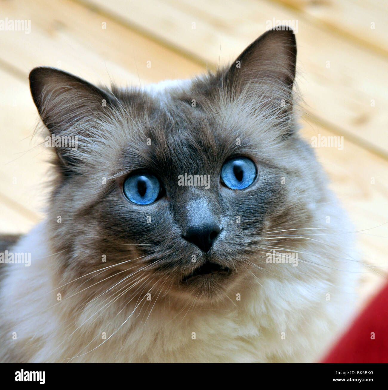 Simpatico gatto Ragdoll con penetranti occhi blu Foto Stock