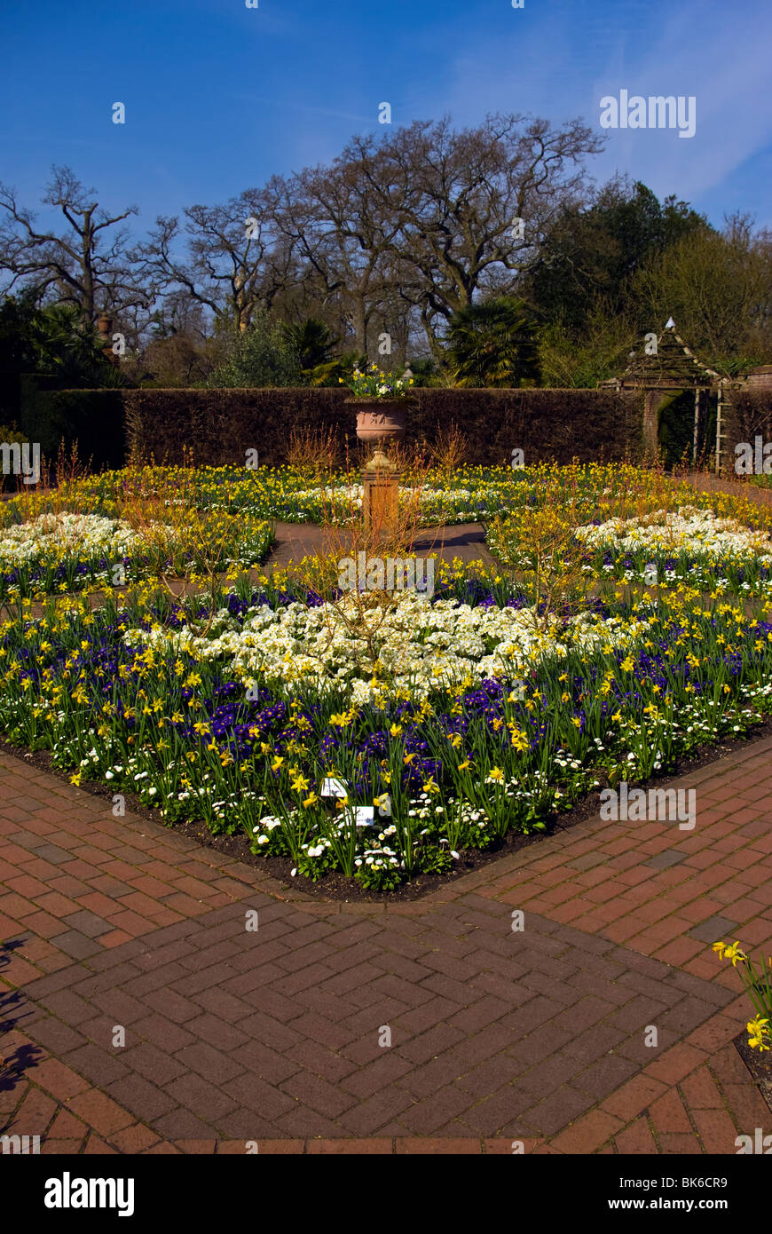 Molla di fiori di biancheria da letto e narcisi in il giardino murato RHS Wisley Surrey in Inghilterra Foto Stock