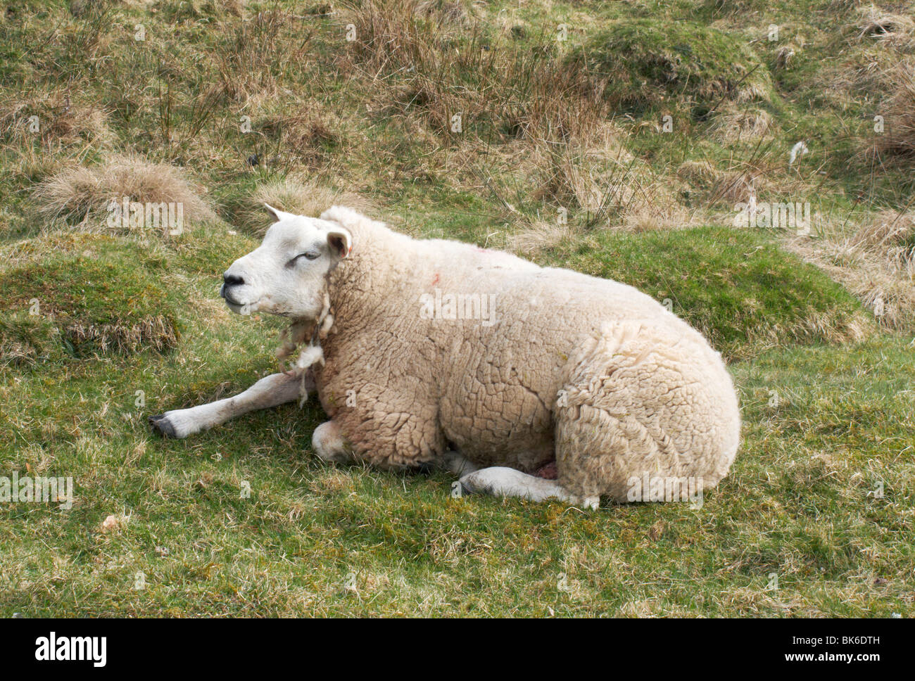 Pecore in una fattoria in Yorkshire Dales, Nidderdale, North Yorkshire, Inghilterra, Regno Unito, Foto Stock