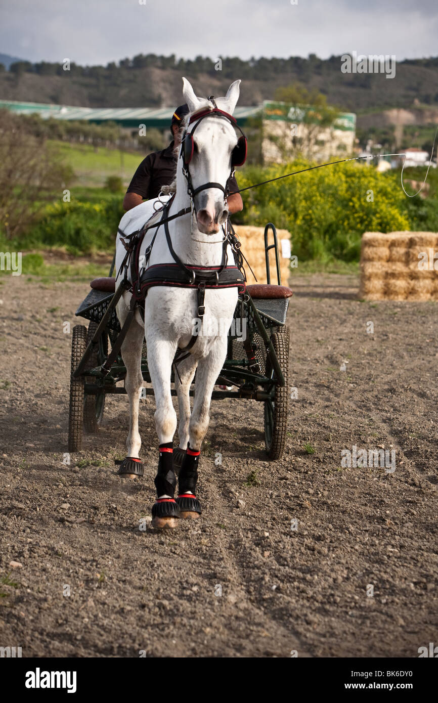Competizione equestre, sollevatore cavalli, Los Barrios, Andalusia, Spagna Foto Stock