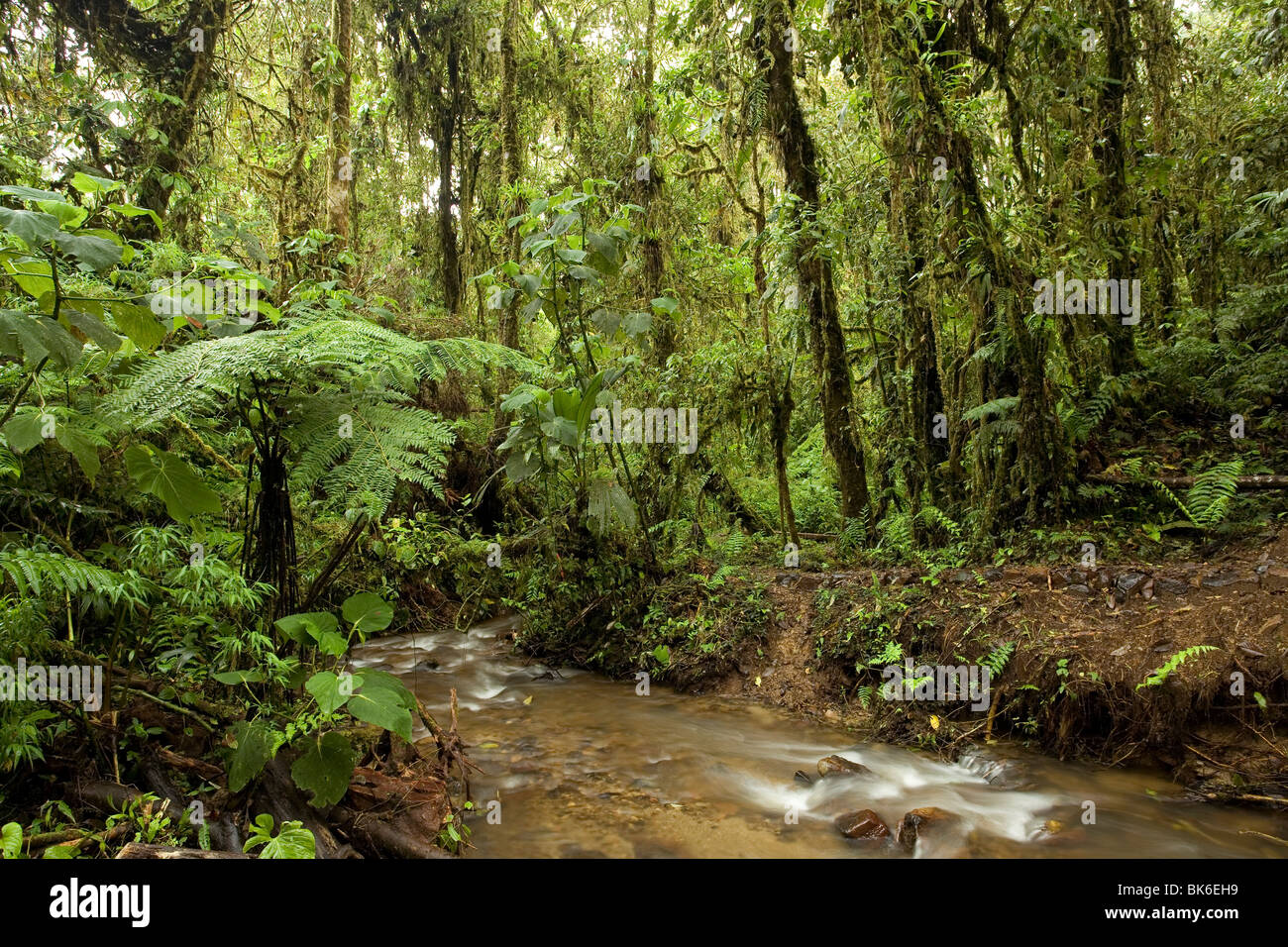 Interno del cloudforest a 2.000 metri di quota sul versante orientale delle Ande Ecuadoriane Foto Stock