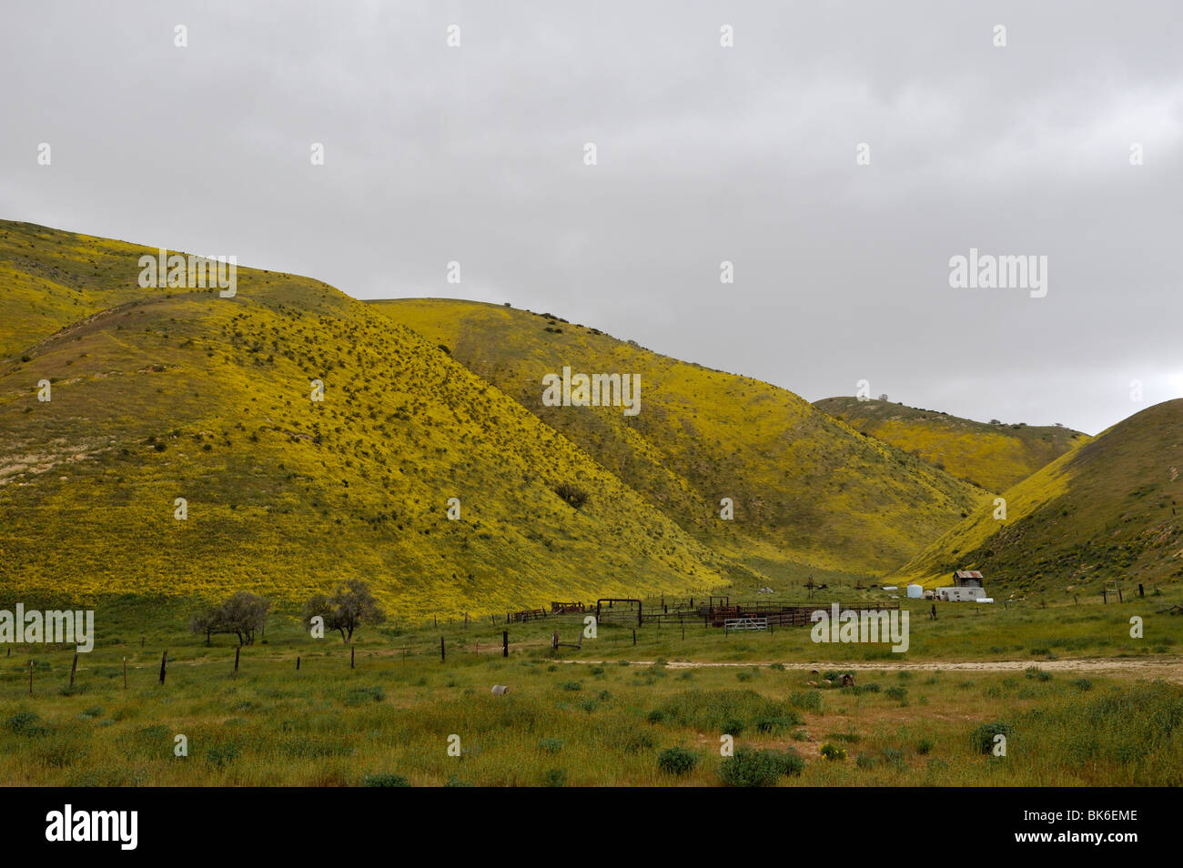 Ranch di lavoro con colorati collina con goldfields (asteraceae lasthenia) lungo l'autostrada 58, Kern County, CA 100411 35312 Foto Stock