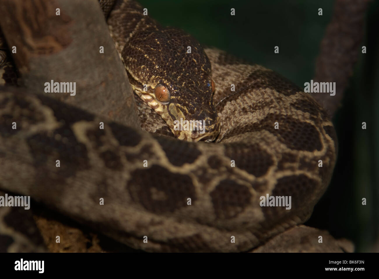 Amazon Tree Boa (Corallus hortulanus) Foto Stock