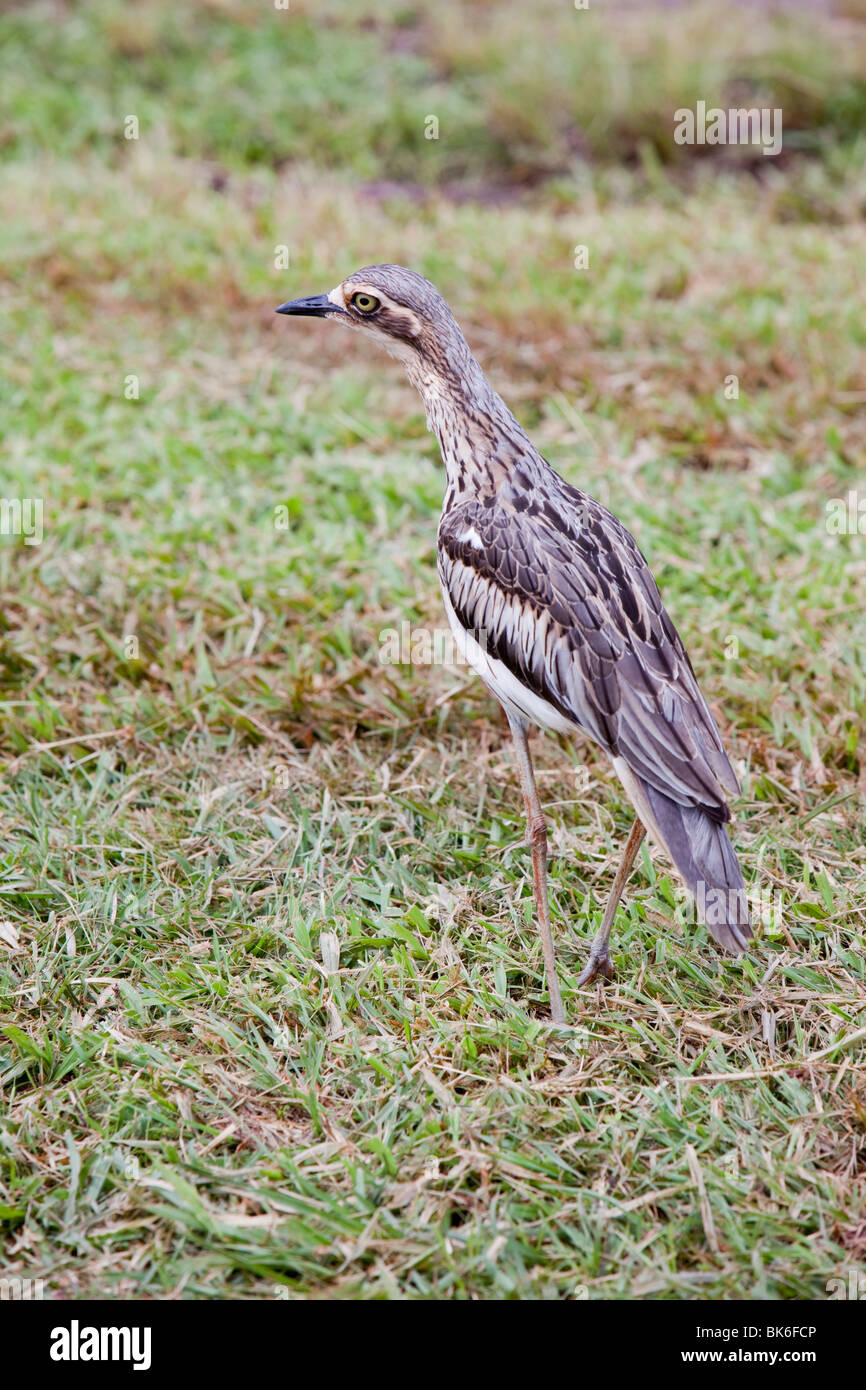Una boccola di pietra (Curlew Burhinus grallarius) sull'altopiano di Atherton, Queensland, Australia. Foto Stock