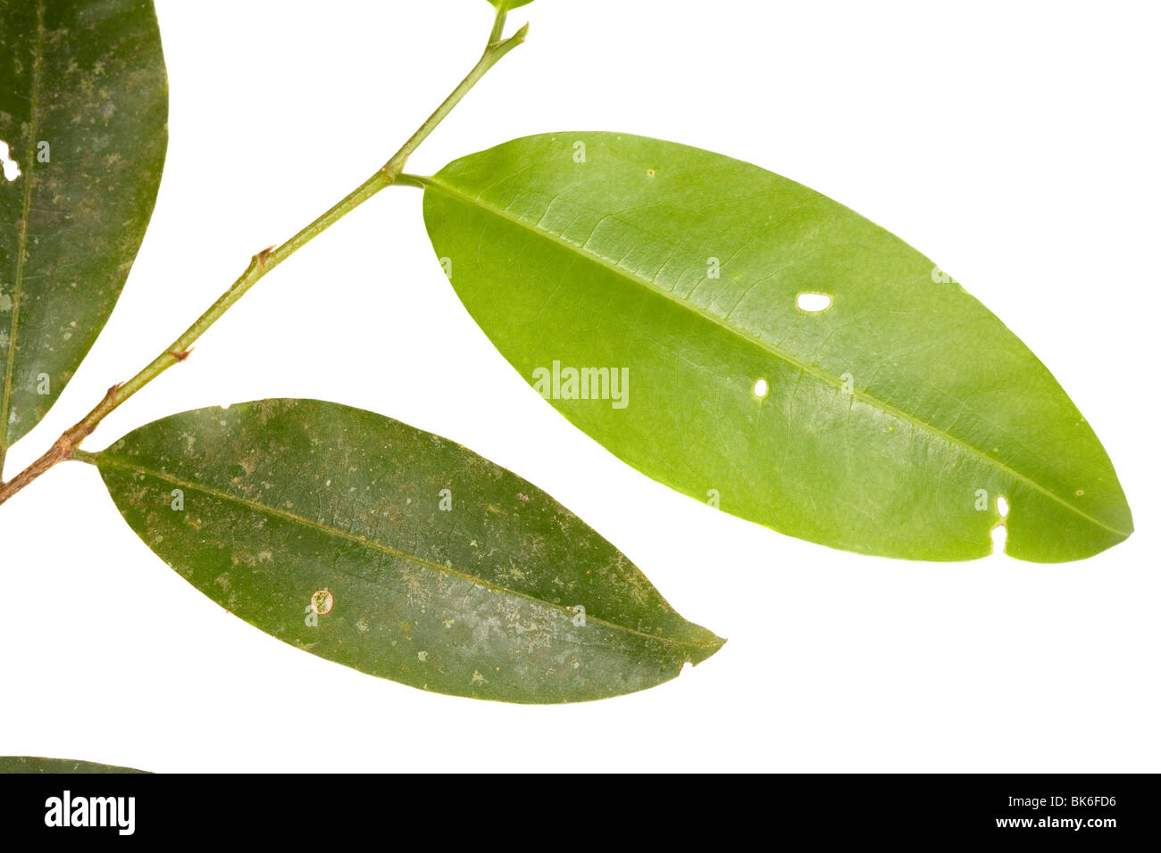 Coca Erythroxylum (sp.) foglie da un arbusto crescente nella foresta pluviale, Ecuador. Foto Stock