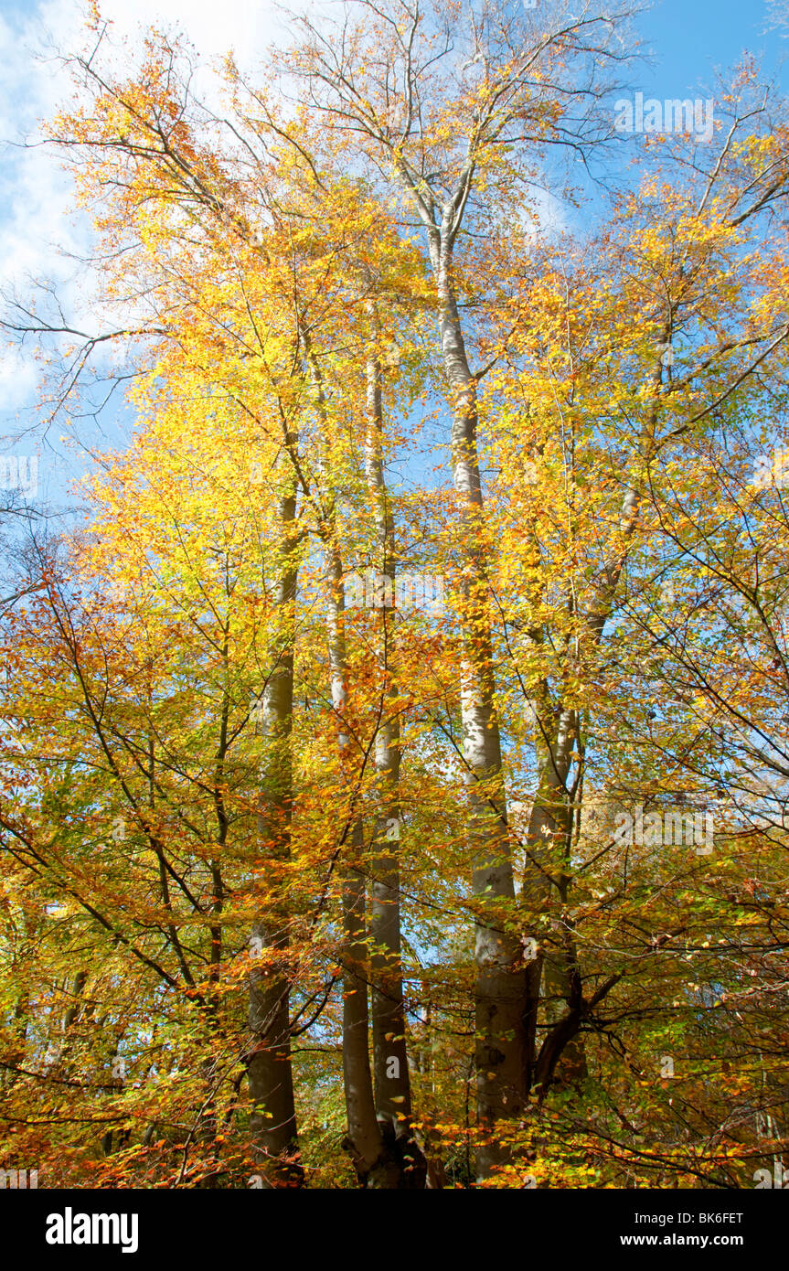 Argento betulle in autunno, la Foresta di Epping Foto Stock