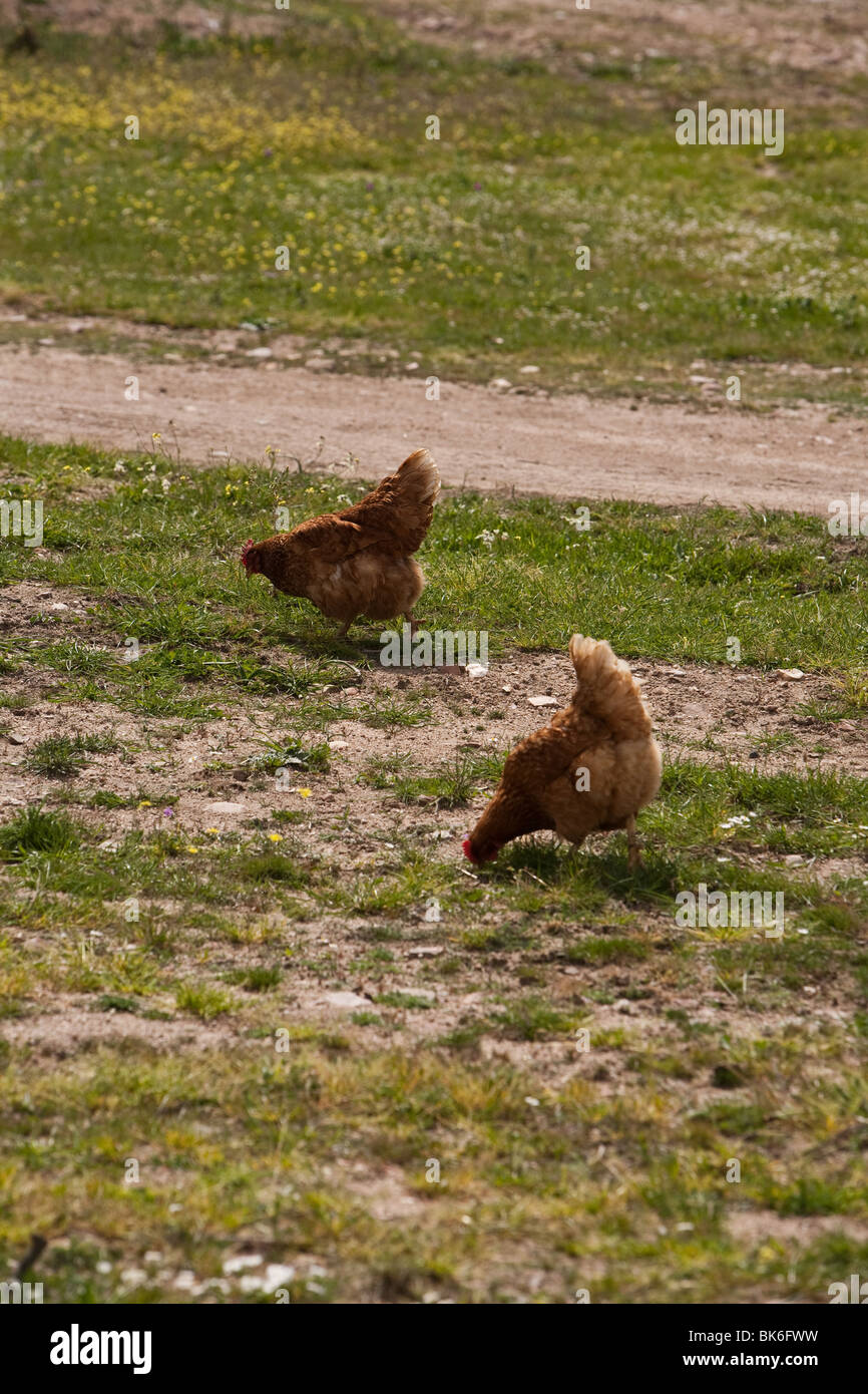 Gli animali della fattoria, galline Foto Stock