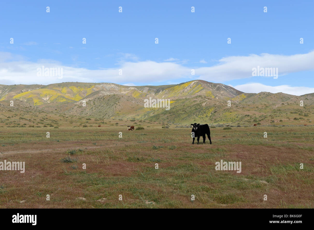 Le mucche e la gamma di Temblor, Carrizo Plain monumento nazionale, CA 100411 35342 Foto Stock