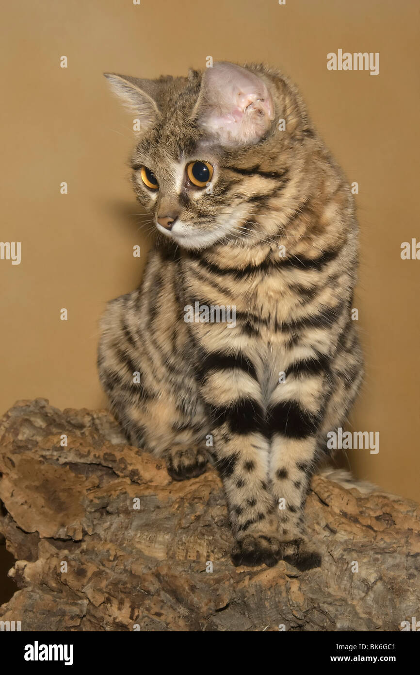 Nero-footed Cat (Felis nigripes) Foto Stock