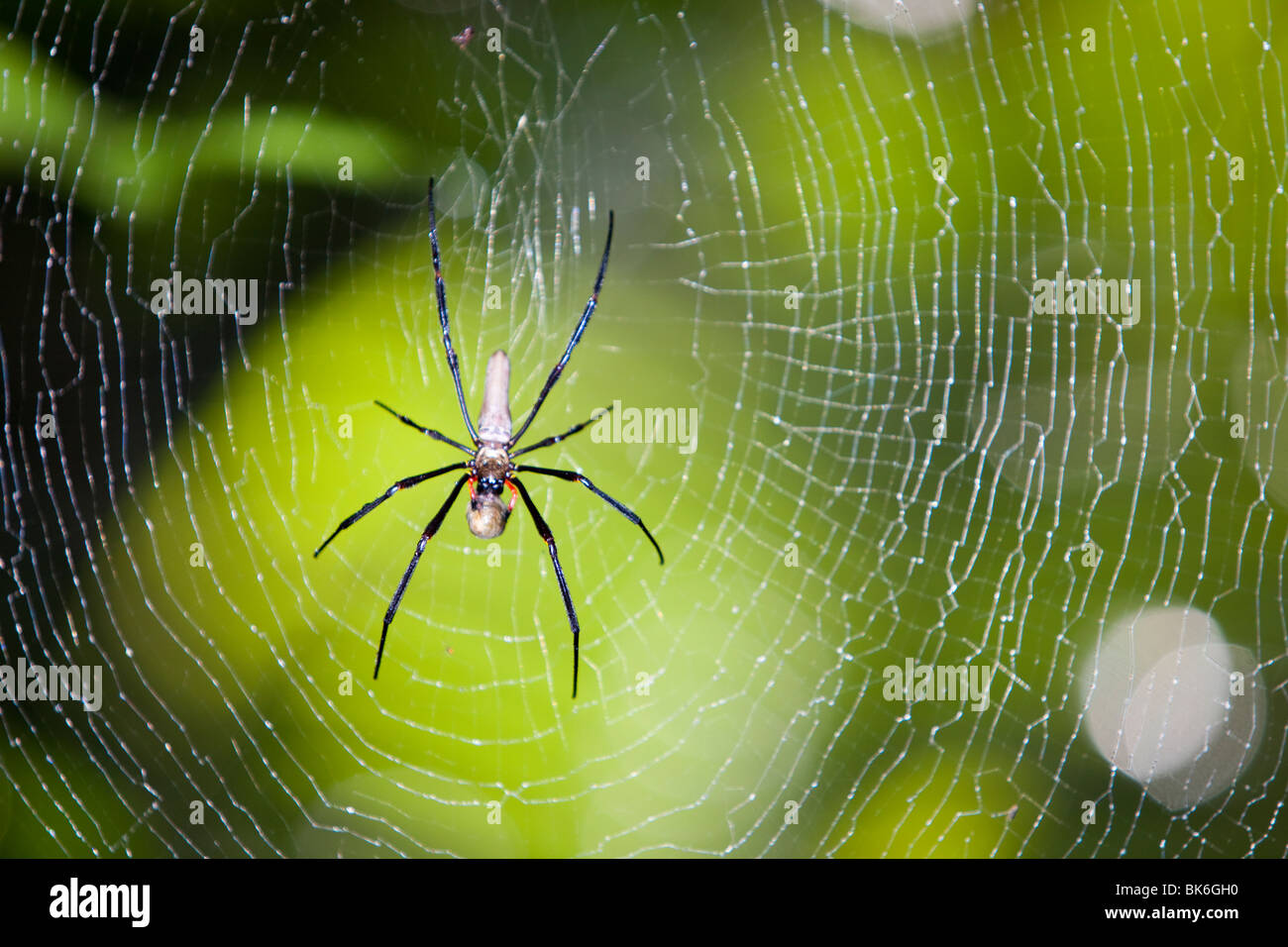 Un ragno di grandi dimensioni in il Daintree foresta di pioggia nel Nord Queensland, Australia. Foto Stock