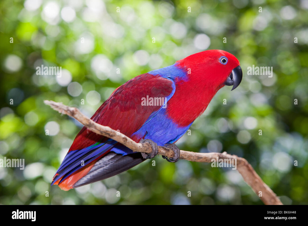 Una femmina di pappagallo Eclectus (Eclectus rotatus) al mondo degli uccelli in Kuranda, Queensland, Australia Foto Stock