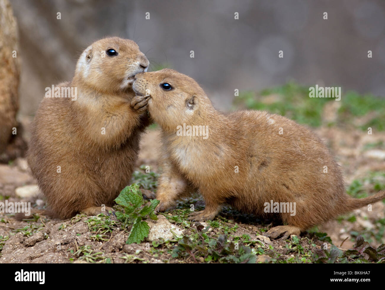 Black-Tailed i cani della prateria o marmotte (Cynomys ludovicianus) kissing Foto Stock