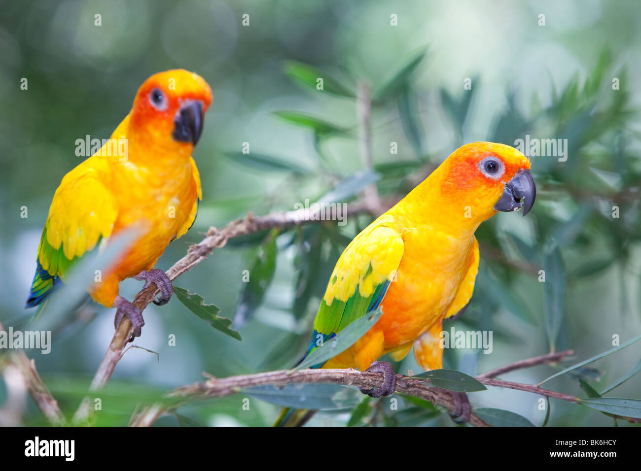 Sun Conure (Aratinga solstitialis) al mondo degli uccelli in Kuranda, Queensland, Australia. Foto Stock