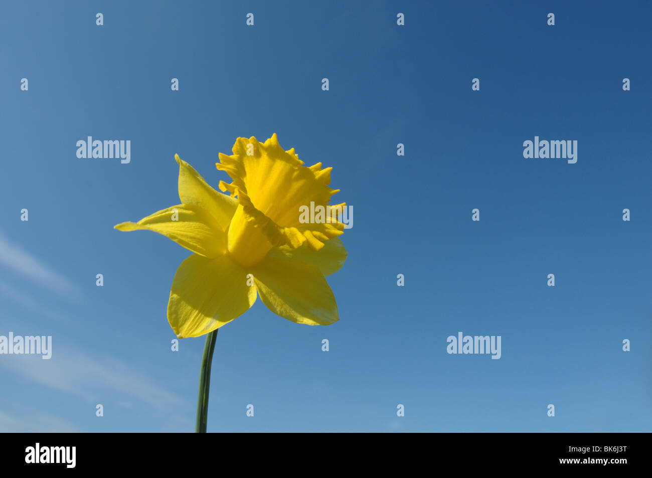 Daffodil contro un profondo cielo blu. Foto Stock