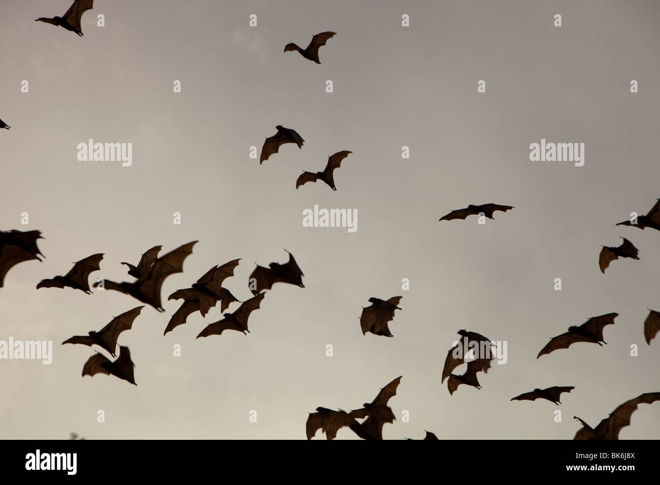 Le volpi volanti o flying fox oltre Cairns nel Queensland, in Australia. Foto Stock