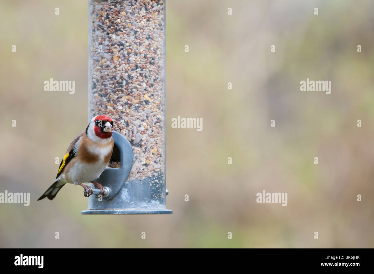 Cardellino su un uccello alimentatore di sementi Foto Stock