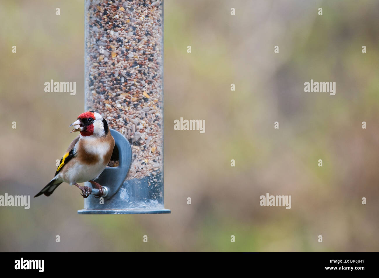 Cardellino su un uccello alimentatore di sementi Foto Stock