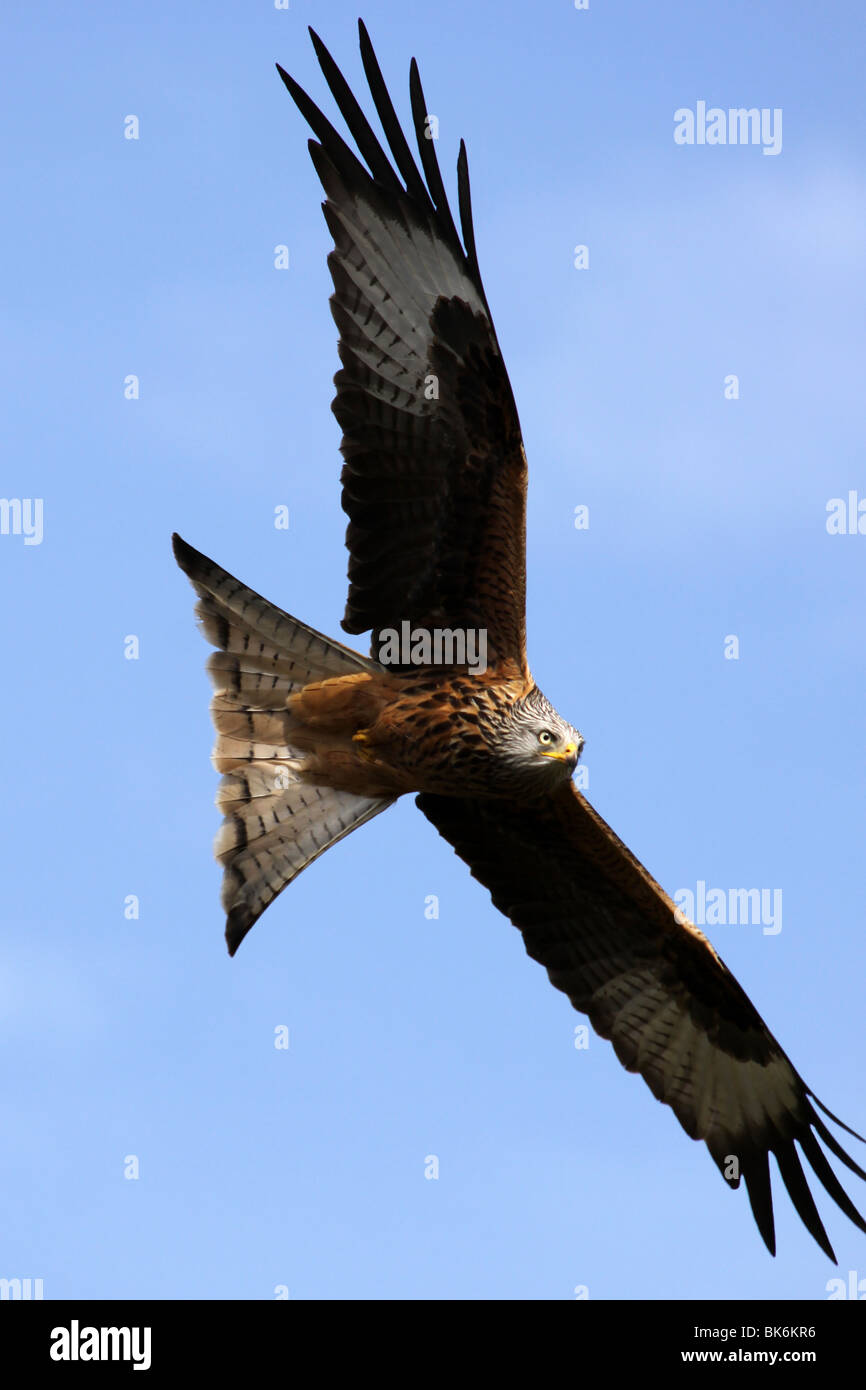 Nibbio reale Milvus milvus In volo contro un cielo blu Foto Stock