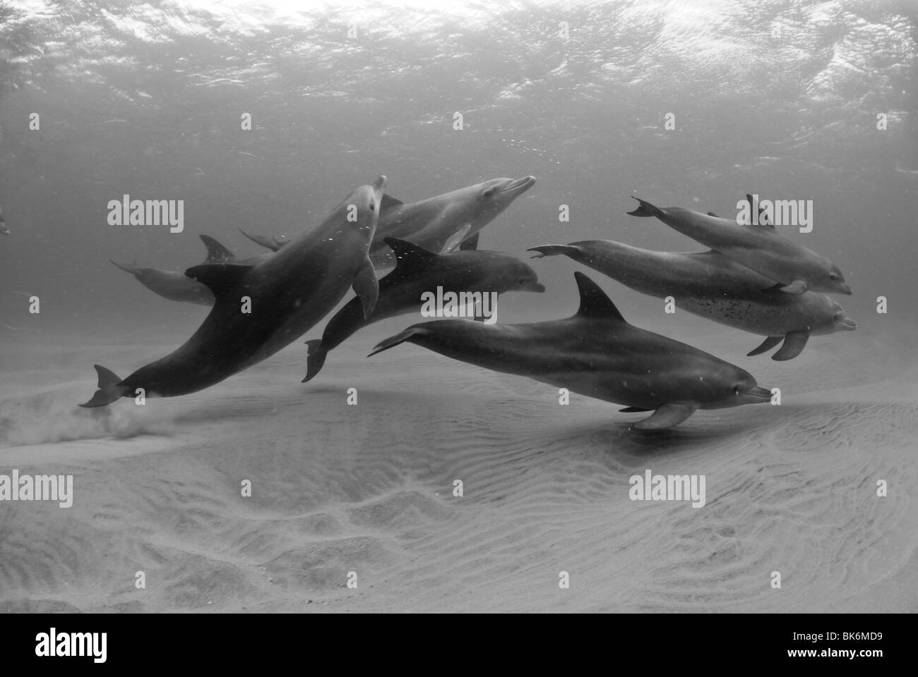 Naso di Bottiglia i delfini, Sud Africa, Oceano Indiano Foto Stock