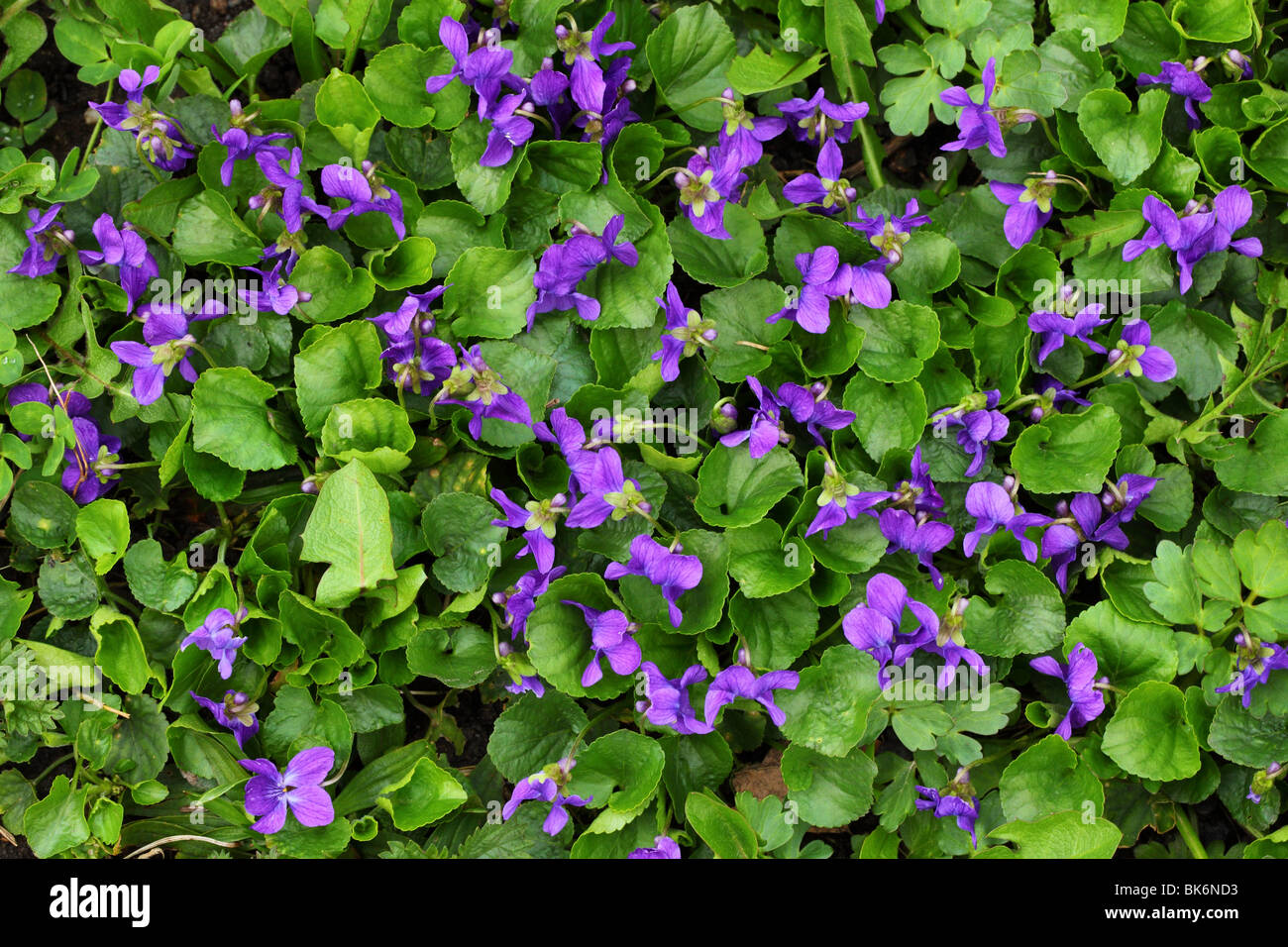 Fiori Viola Viola odorata close up Foto Stock