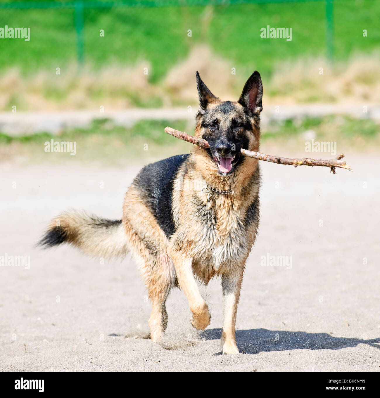 Un sano e attivo Pastore Tedesco cane recupero stick sulla spiaggia Foto Stock