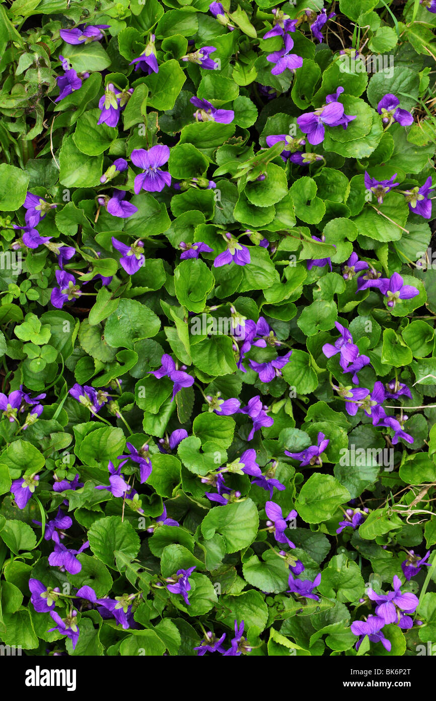 Fiori Viola Viola odorata close up Foto Stock