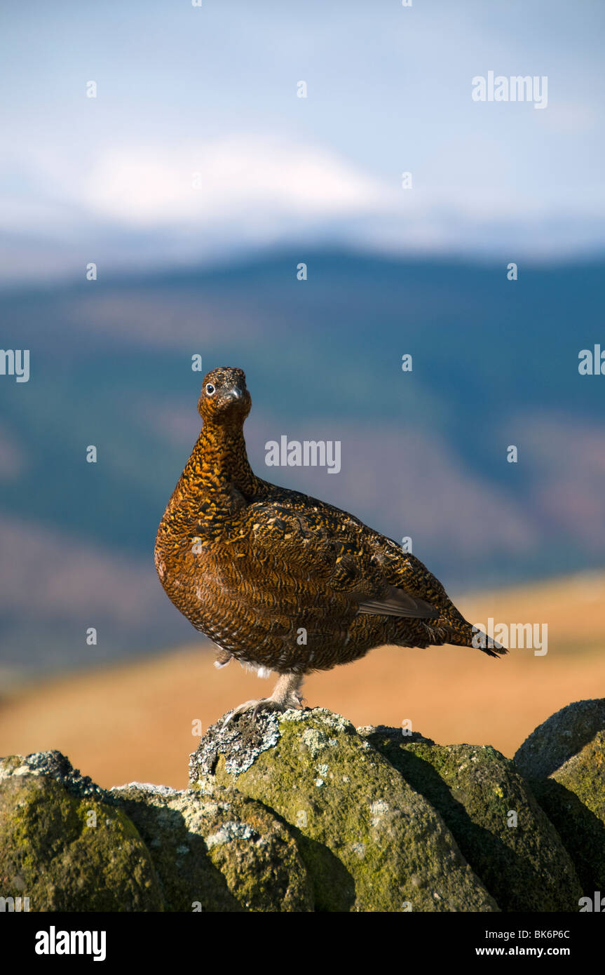 Red Grouse, Lagopus lagopus scotica, su una stalattite parete nel Peak District, Derbyshire, England, Regno Unito Foto Stock