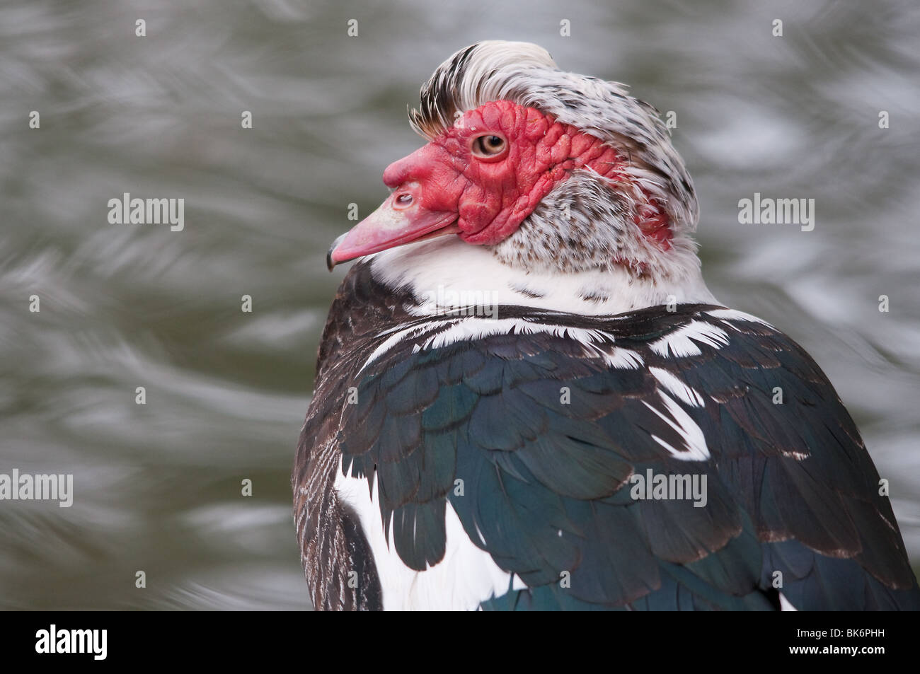 Anatra muta Foto Stock