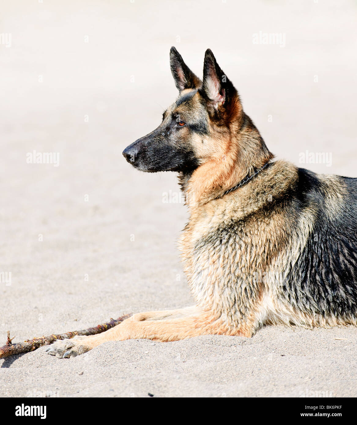 Una sana pastore tedesco cane sdraiato sulla spiaggia sabbiosa Foto Stock