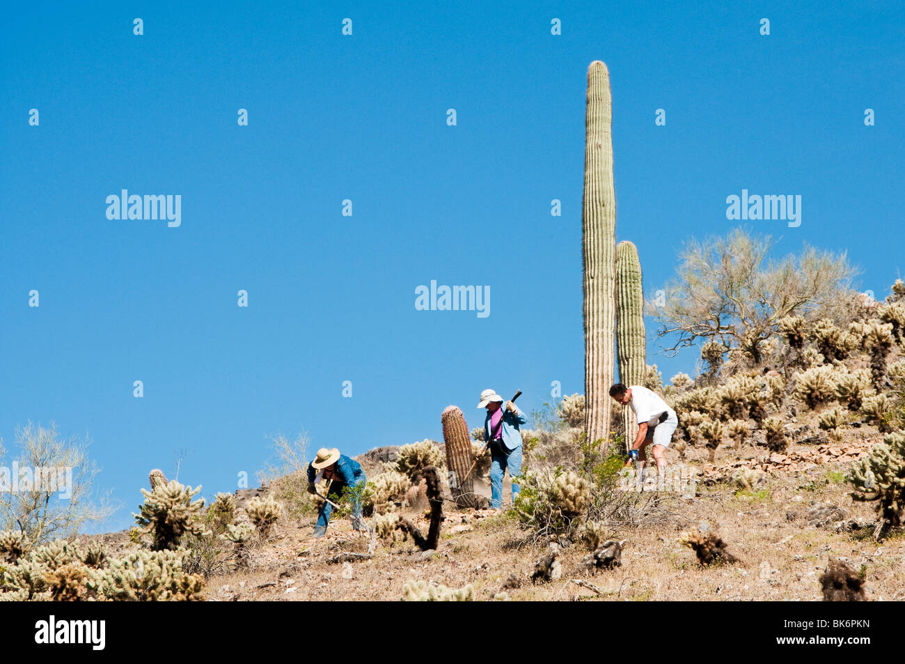 Volontari al lavoro la costruzione di un sentiero escursionistico sulla Casa Grande Montagna Foto Stock