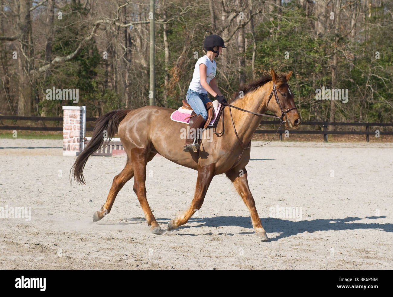 Giovane donna formazione equestre sul cavallo marrone Foto Stock