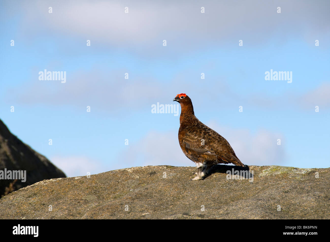 Red Grouse, Lagopus lagopus scotica, su di un affioramento gritstone nel Peak District, Derbyshire, England, Regno Unito Foto Stock