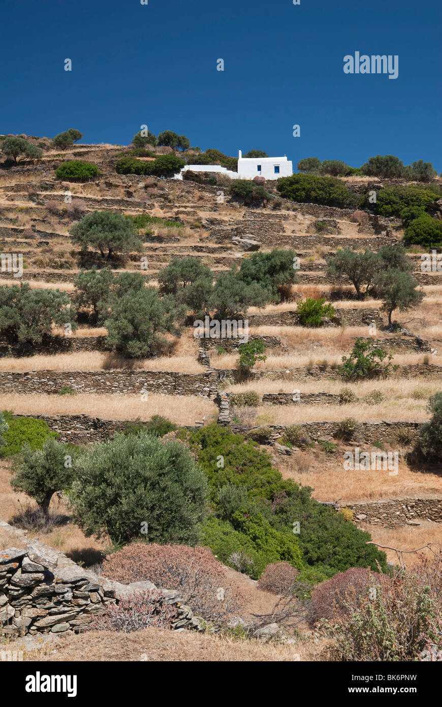 Il vecchio muro di pietra terrazze punteggiato di alberi di olivo sull isola di Sifnos, Grecia Foto Stock