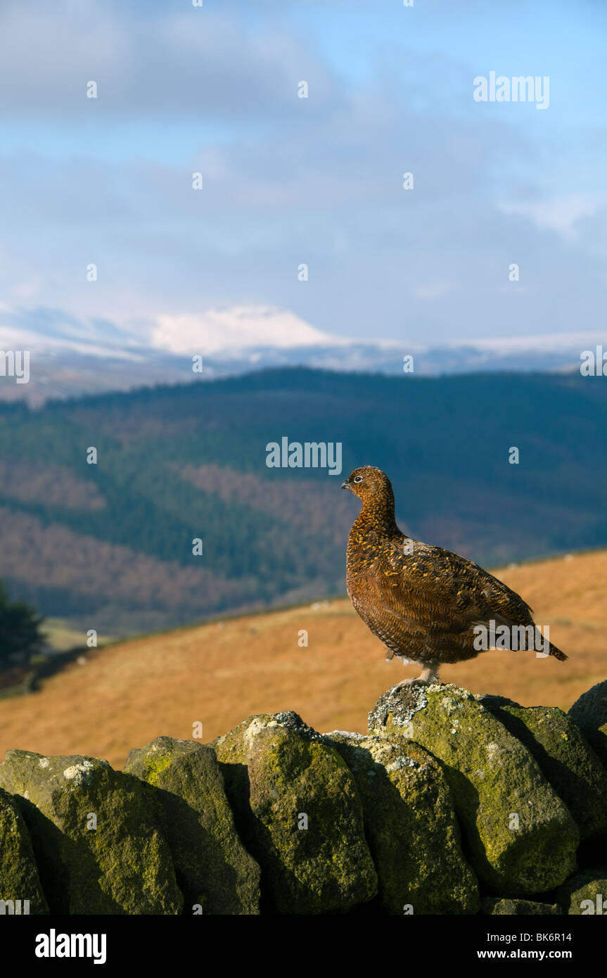 Red Grouse, Lagopus lagopus scotica, su una stalattite parete nel Peak District, Derbyshire, Inghilterra, Regno Unito. Foto Stock