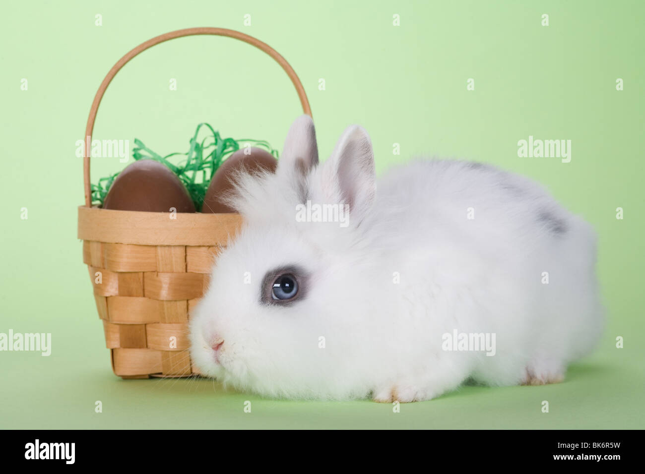 Coniglietto bianco con le uova di Pasqua di cioccolata isolata su sfondo verde Foto Stock
