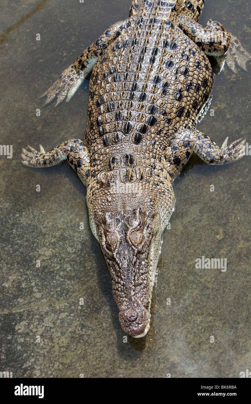 Un coccodrillo all'Hartley's Crocodile Farm a nord di Cairns nel Queensland, in Australia. Foto Stock