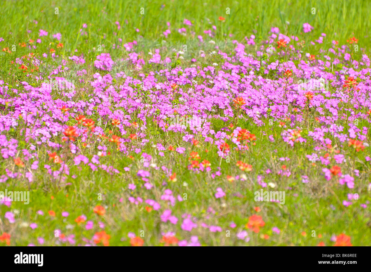 Texas fiori - Phlox cuspidata Foto Stock