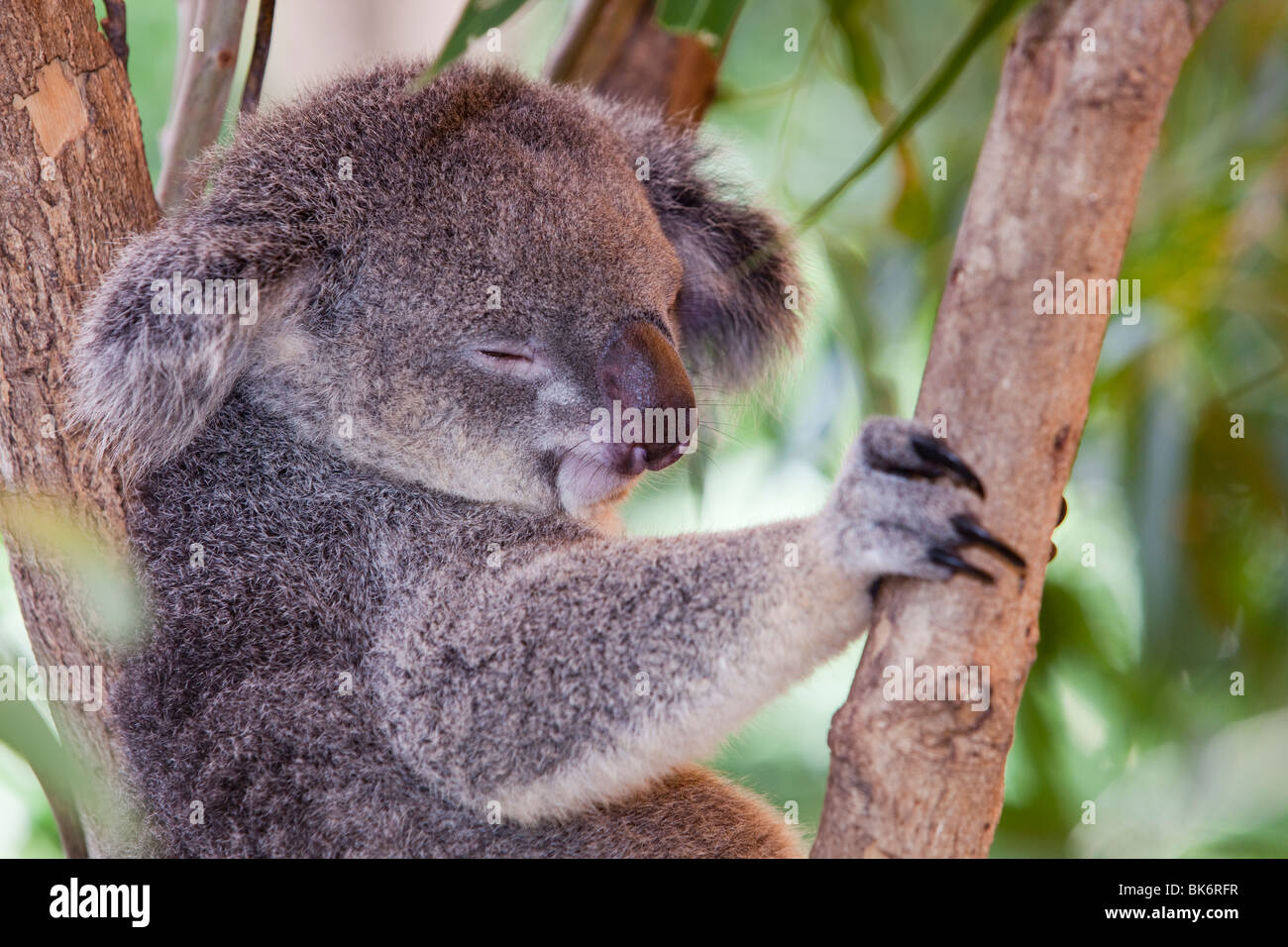 Un Koala all'Hartley's Crocodile Farm a nord di Cairns nel Queensland, in Australia. Foto Stock