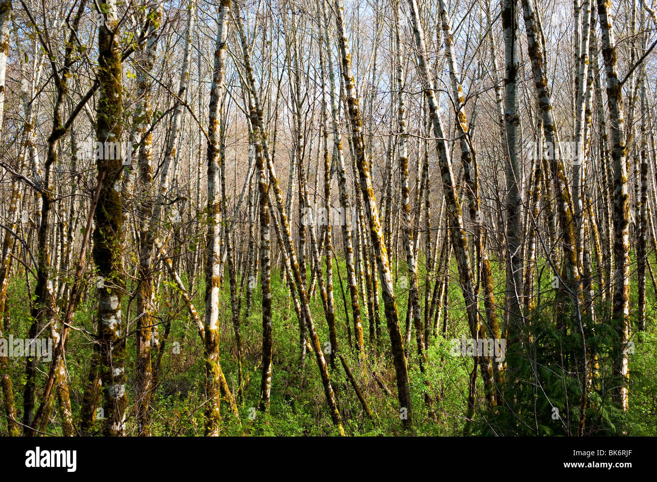 Bosco di betulle, in primavera Foto Stock